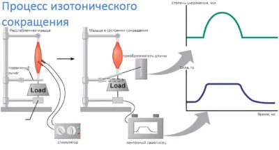 protsess-izotonicheskogo-sokrashheniya
