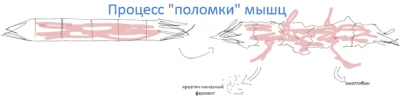 protsess-polomki-myishts protsess-polomki-myishts