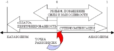 protsessyi-v-organizme-shema