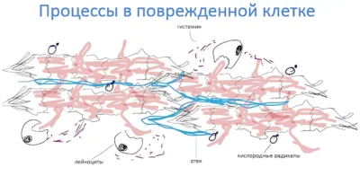 protsessyi-v-povrezhdennoy-kletke protsessyi-v-povrezhdennoy-kletke
