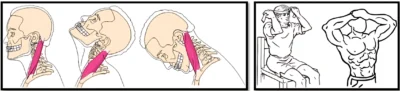 Сгибание (neck flexion)