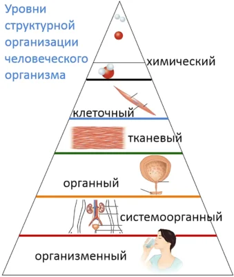 Urovni-strukturnoj-organizaczii-chelovecheskogo-organizma
