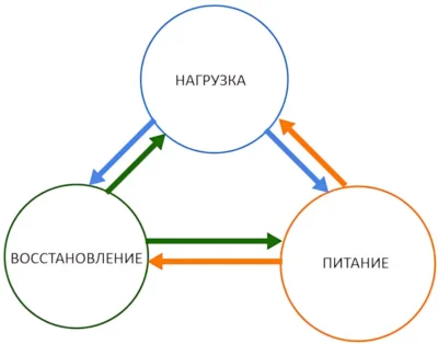 Весь процесс накачки (роста) мышц зиждется на трех столпах