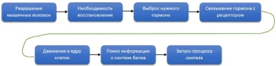 zapusk-sinteza-belka