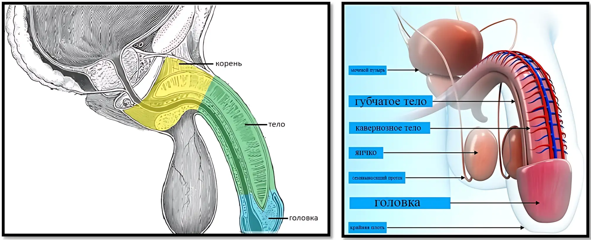 anatomiya-polovogo-chlena