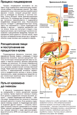 механизм пищеварения что представляет собой процесс пищеварения человека
