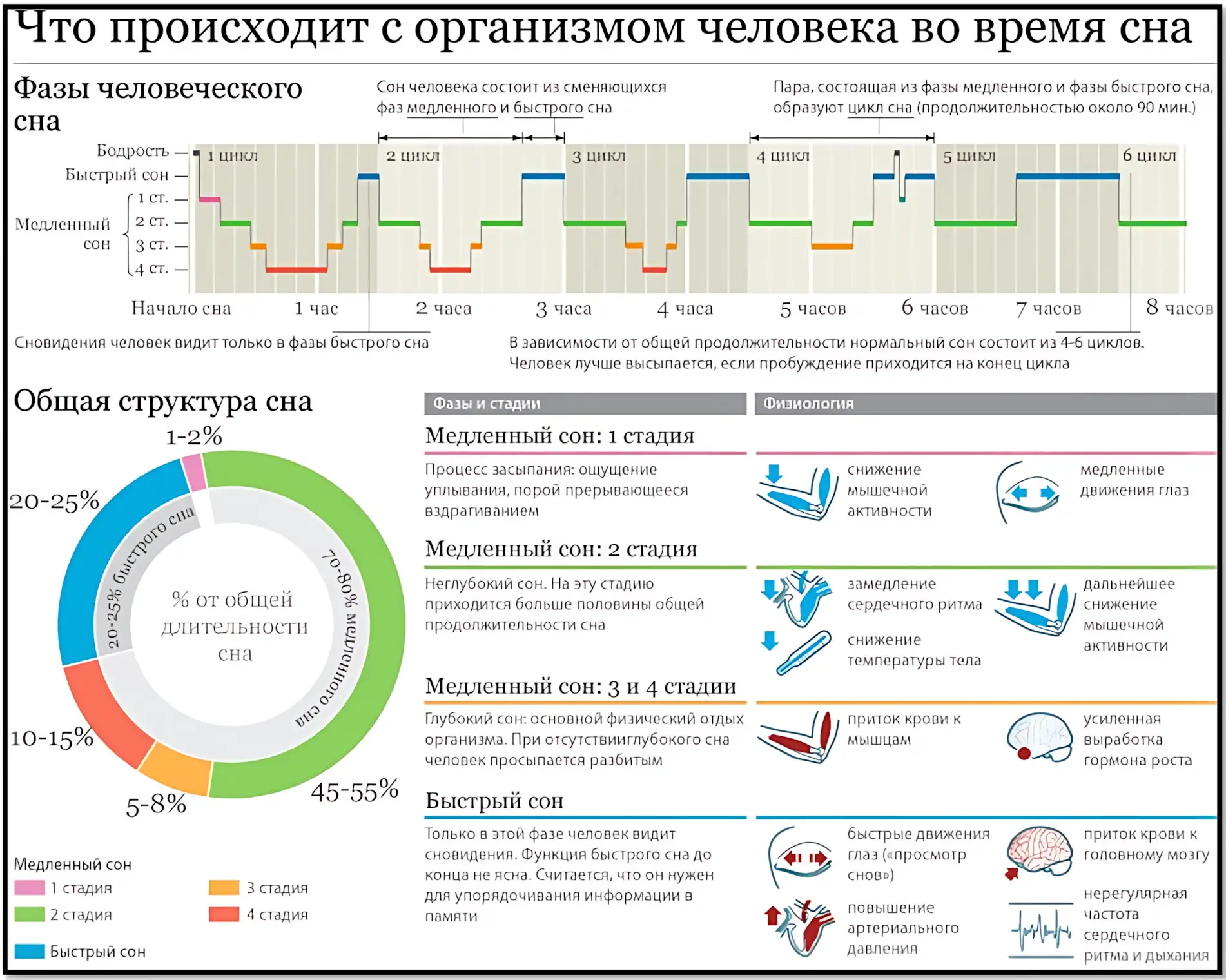 Сон инфографика что происходит с организмом во время сна