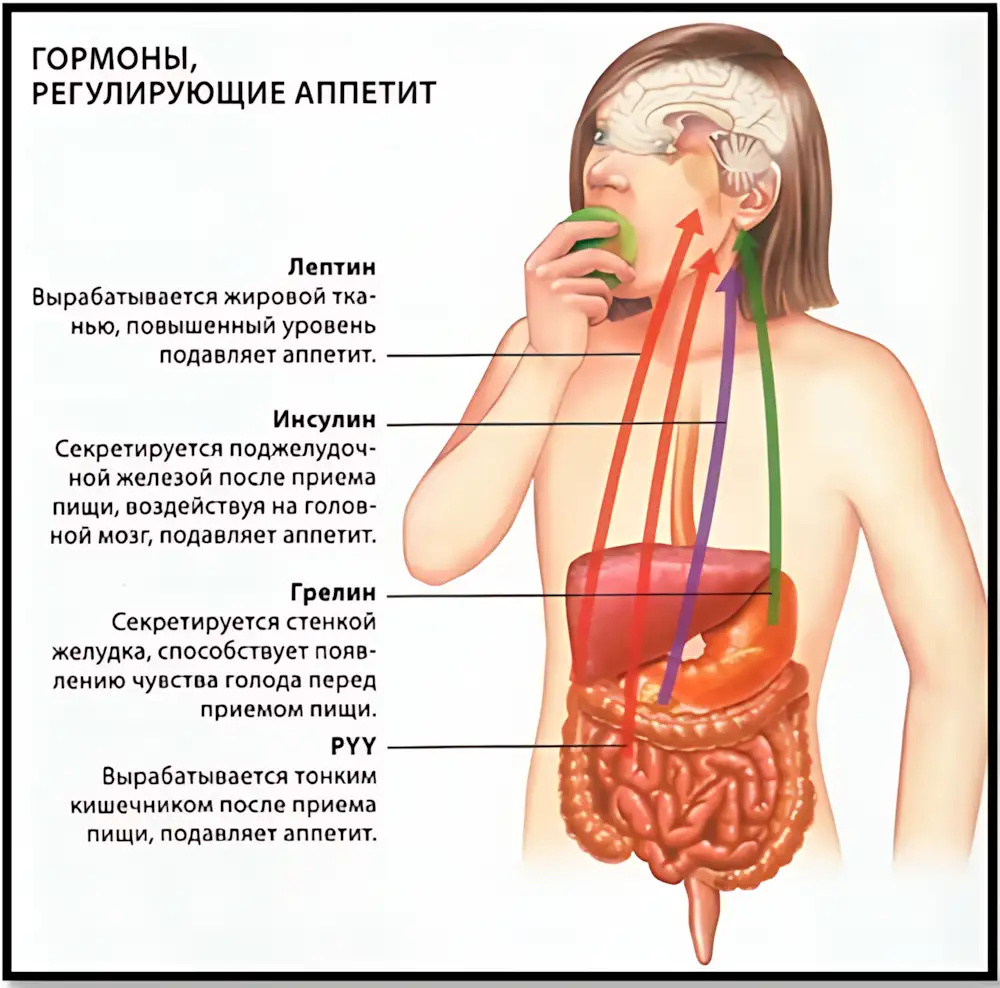 гормоны регулирующие аппетит gormony-reguliruyushhie-appetit
