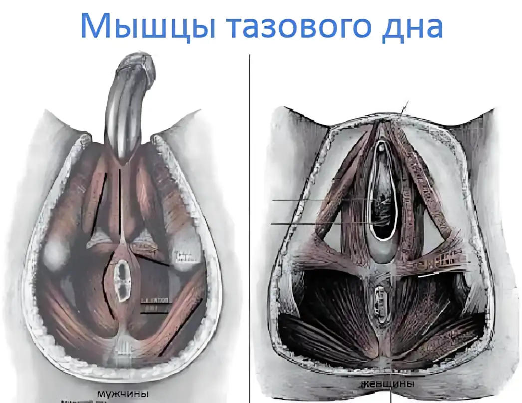 myishtsyi-tazovogo-dna-u-muzhchin-i-zhenshhin