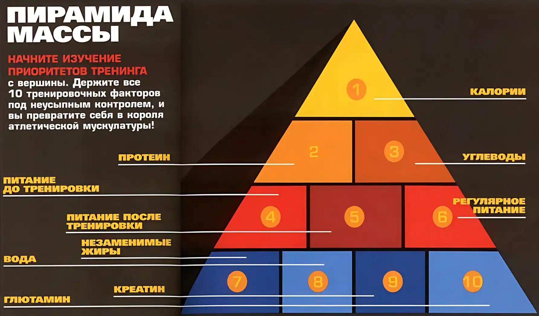 пирамида мышечной массы пирамида мышечной массы