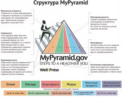 пирамида питания эволюция 6 этап