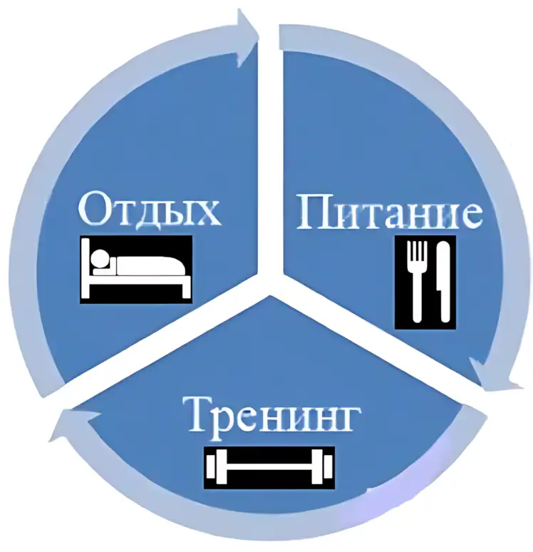 правила бодибилдинга pravila-bodibildinga питание отдых тренинг