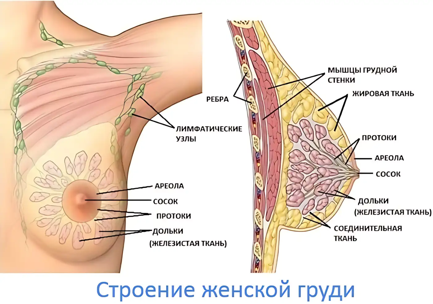 stroenie-zhenskoy-grudi