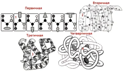 struktura-belka