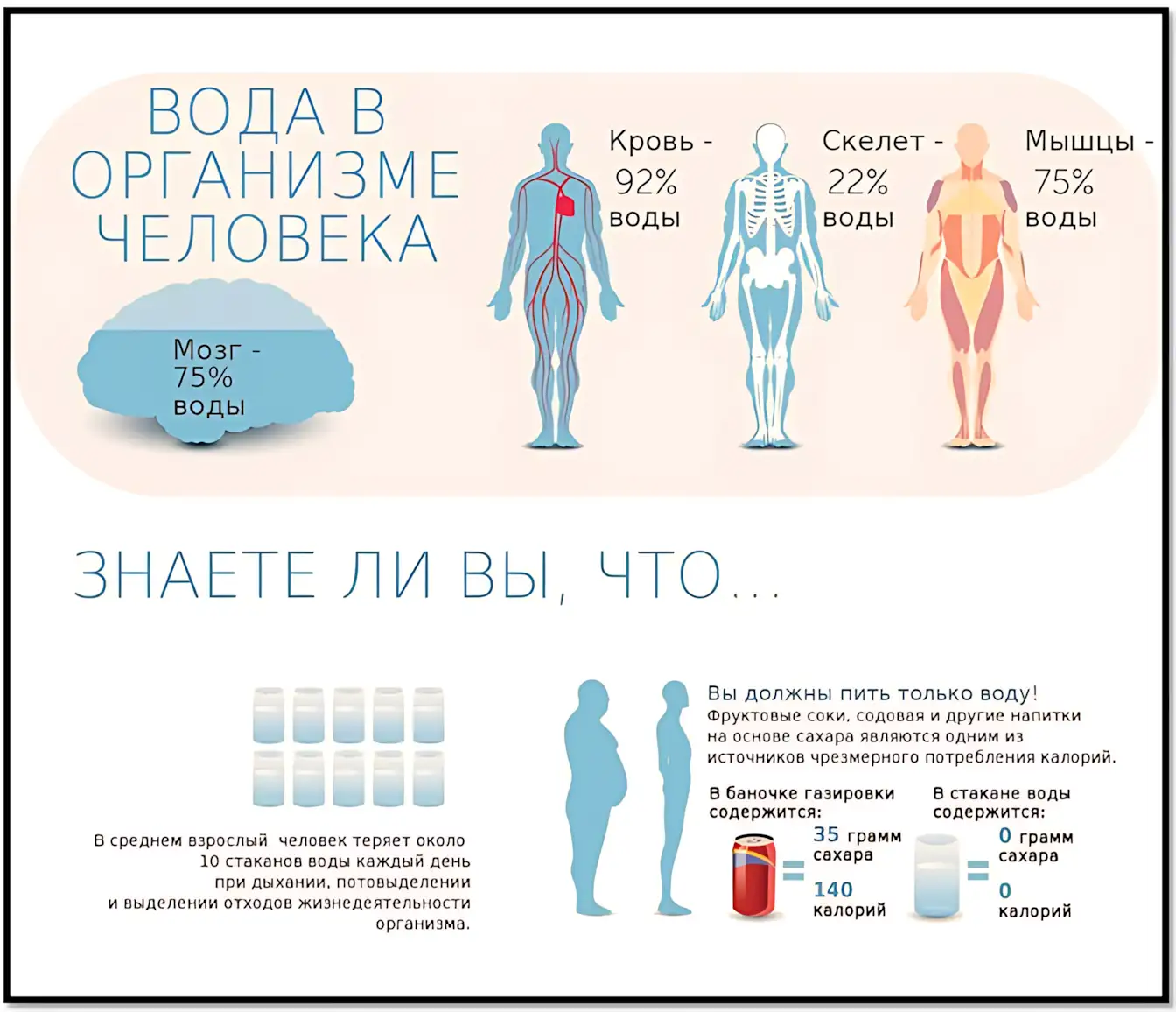 вода в организме человека роль