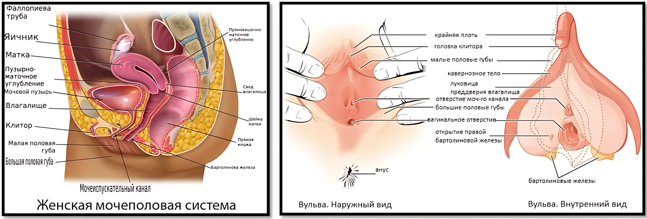 ZHenskaya-seksualnaya-anatomiya