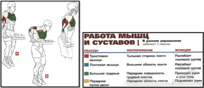 Отжимания на брусьях мышцы анатомия Отжимания на брусьях мышцы анатомия
