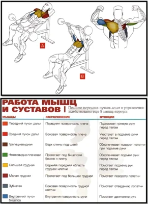 Подъем штанги перед собой мышцы Подъем штанги перед собой сидя на скамье анатомия