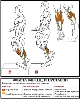 Подъемы на носки с гантелями анатомия