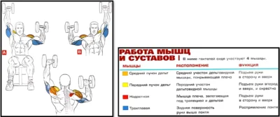 поочередный жим гантелей анатомия