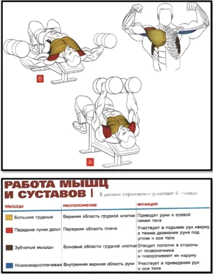 Разведение гантелей лежа на скамье под углом вниз анатомия