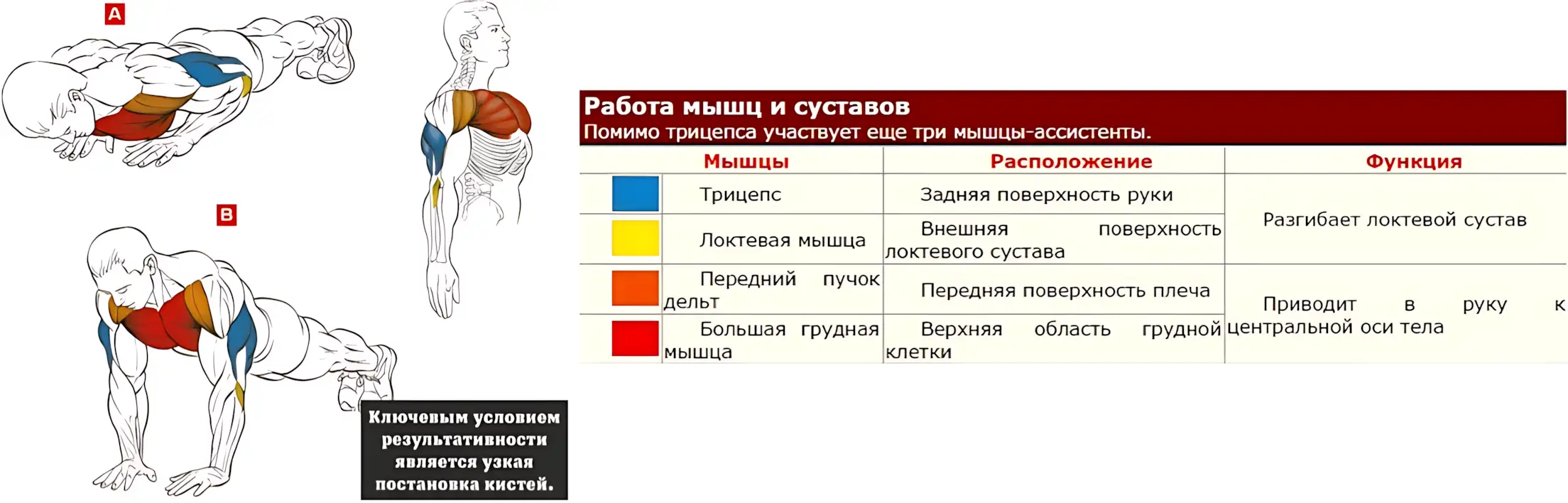 Кинесеология трицепсовых отжиманий рубрика Old School бодибилдинг 14