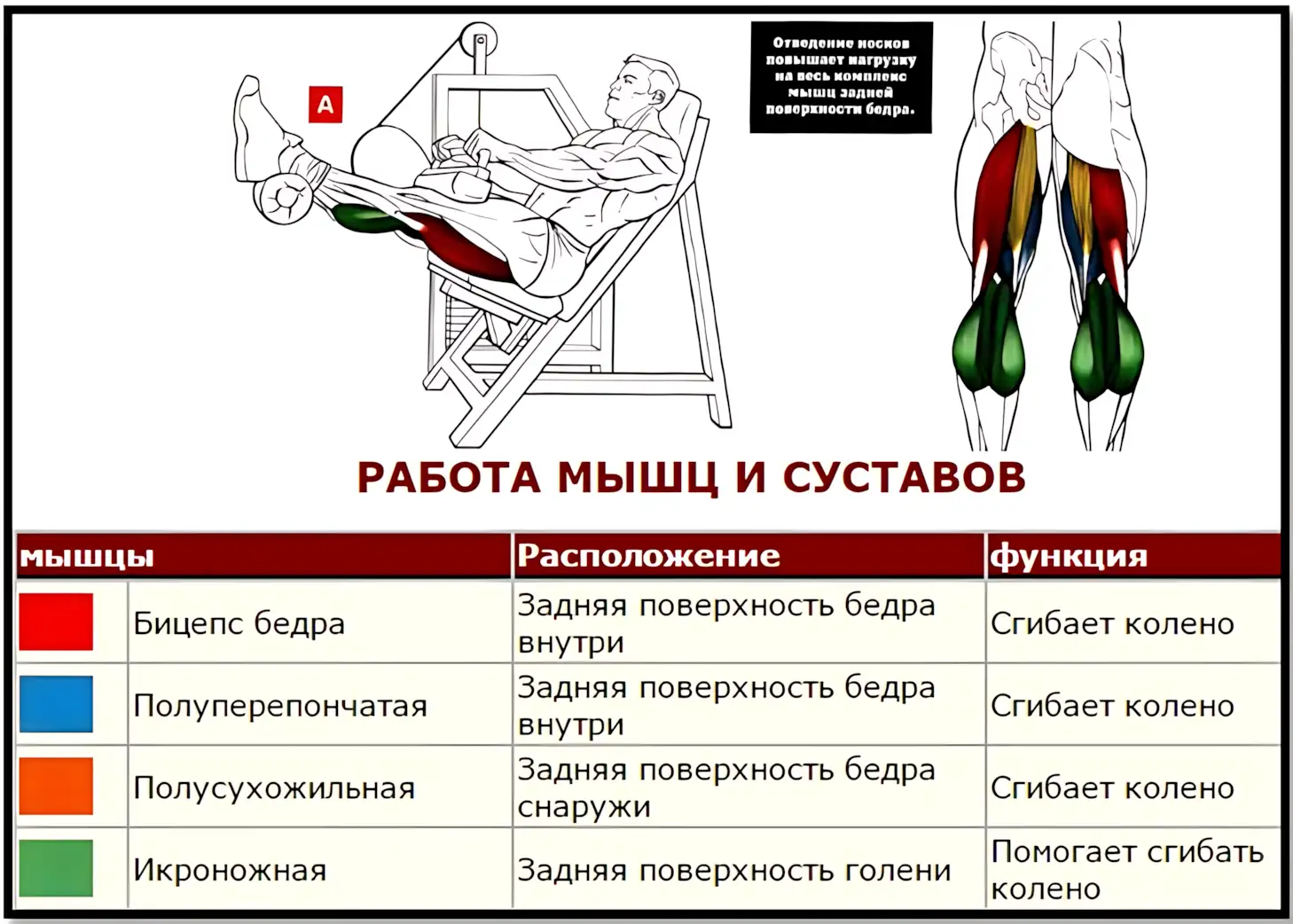 Сгибание ног сидя мышцы в работе рубрика Old School бодибилдинг 17