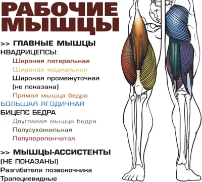Приседания со штангой за спиной анатомия 2