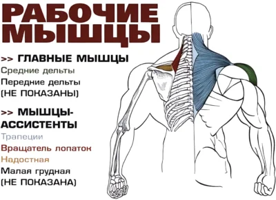 Тяга гантелей к груди анатомия Тяга гантелей к груди анатомия