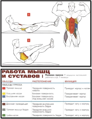 упражнение книжка мышечный атлас, мышцы в работе
