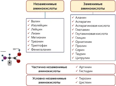 какие бывают аминокислоты какие бывают аминокислоты