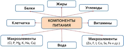 макро и микронутриенты, основные компоненты питания, схема макро и микронутриенты, основные компоненты питания, схема