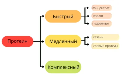 протеин быстрый и медленный, виды сывороточного белка протеин быстрый и медленный, виды сывороточного белка