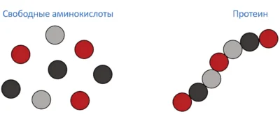 протеин и свободные аминокислоты протеин и свободные аминокислоты