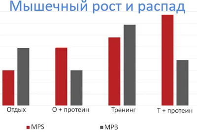 протеин после тренировки исследование протеин после тренировки исследование