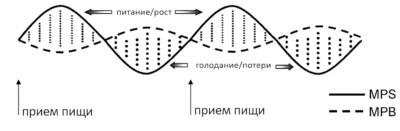 синтез и распад мышечного белка, вариант 1 синтез и распад мышечного белка, вариант 1