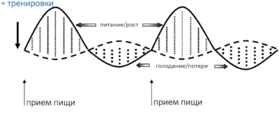 синтез и распад мышечного белка, вариант 2 тренировки синтез и распад мышечного белка, вариант 2 тренировки