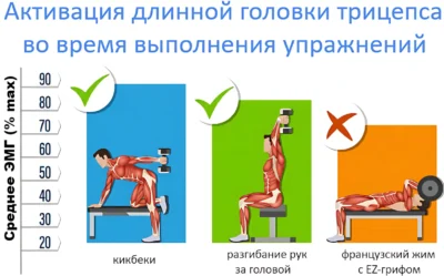 активация длинной головки трицепса во время выполнения упражнений исслед активация длинной головки трицепса во время выполнения упражнений исслед