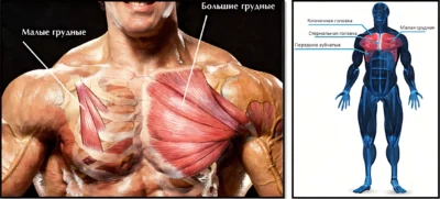 anatomiya-grudnyh-myshcz-bolshie-i-malye-grudnye ф