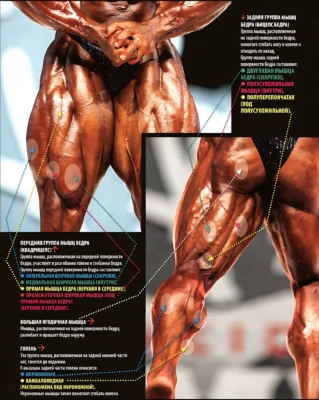 anatomiya-nog-myshczy-speredi-i-szadi a