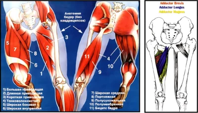 Анатомия приводящих мышц anatomiya-nog-privodyashhie-myshczy-adduktory ф