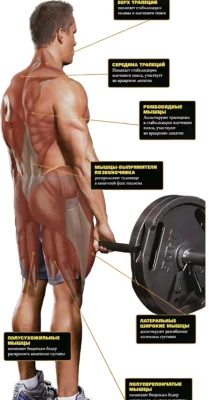 anatomiya-stanovoj-tyagi-2 а