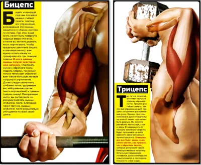 Бицепс и трицепс строение biczeps-i-triczeps-rabota-myshcz-anatomiya ф