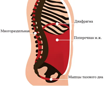 glubokij-sloj-myshcz-zhivota ф
