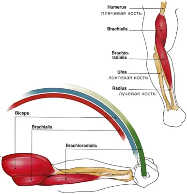 Кинесиология при подъеме гантели на бицепс kineziologiya-ruk-biczeps ф