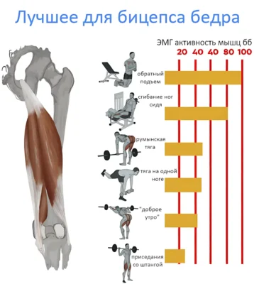 лучшие упражнения для бицепса бедра исследование