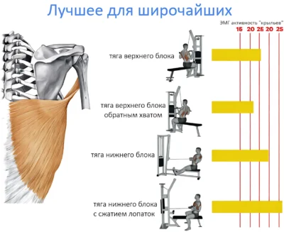 лучшие упражнения для широчайших лучшие упражнения для широчайших