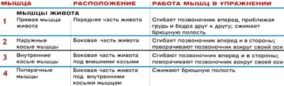 myishtsyi-zhivota-svodnaya-tablitsa ф