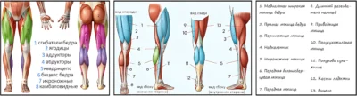myshczy-nizhnih-konechnostej-anatomiya ф