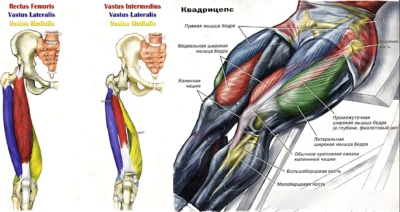 myshczy-perednej-poverhnosti-bedra-anatomiya ф